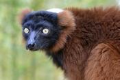 rode vari (varecia rubra) 8-2022 5255